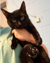 Screenshot 2026 02 17 at 11.06.44 AM